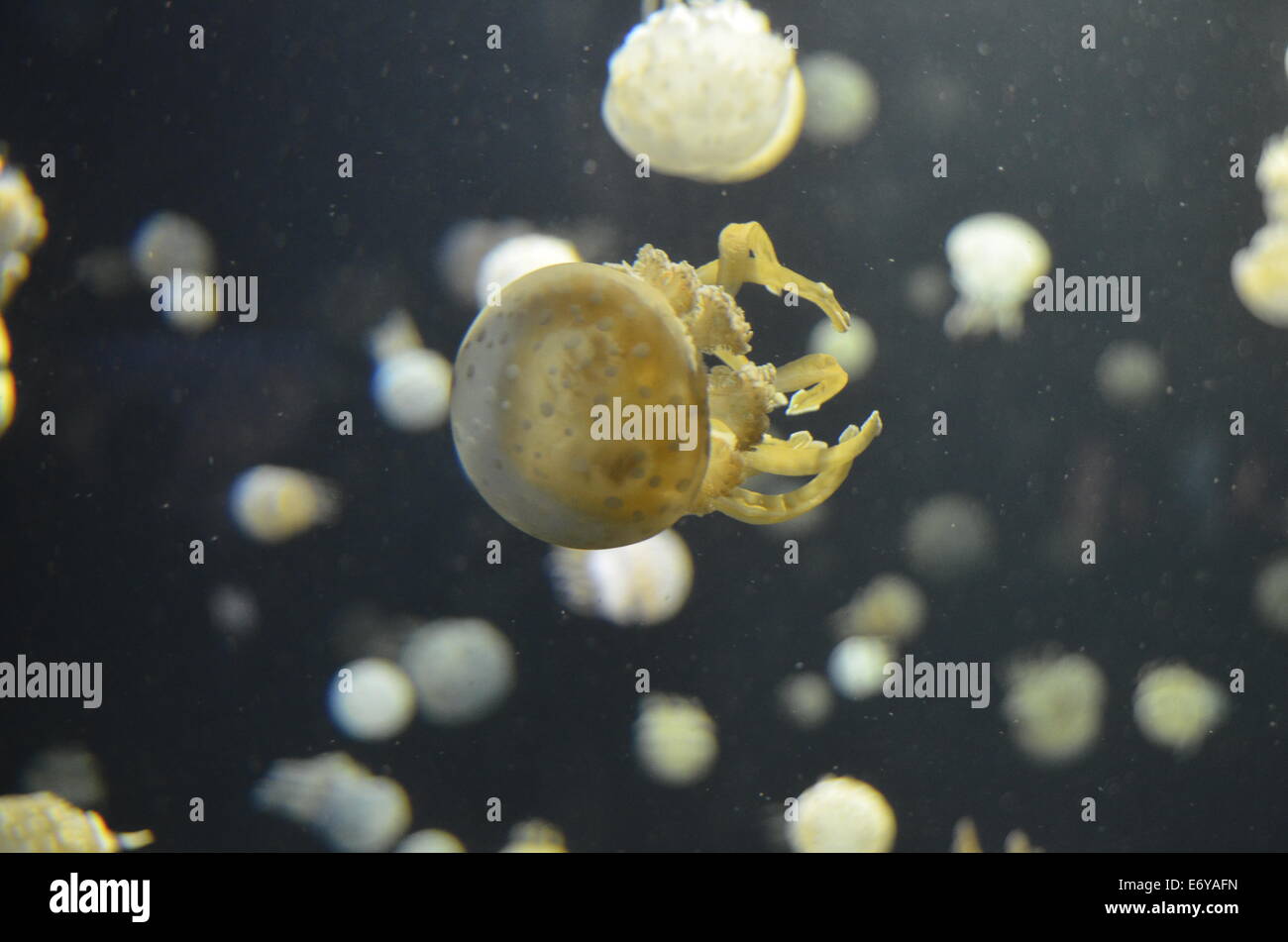Lagoon jellyfish (Mastigia papau) in Vancouver Aquarium Stock Photo Alamy