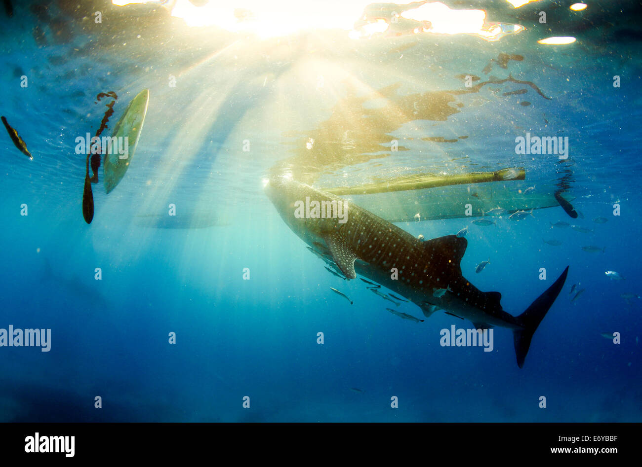 Whale shark underwater filter feeding on krill fed out by fishermen in Oslob, Philippines Stock Photo