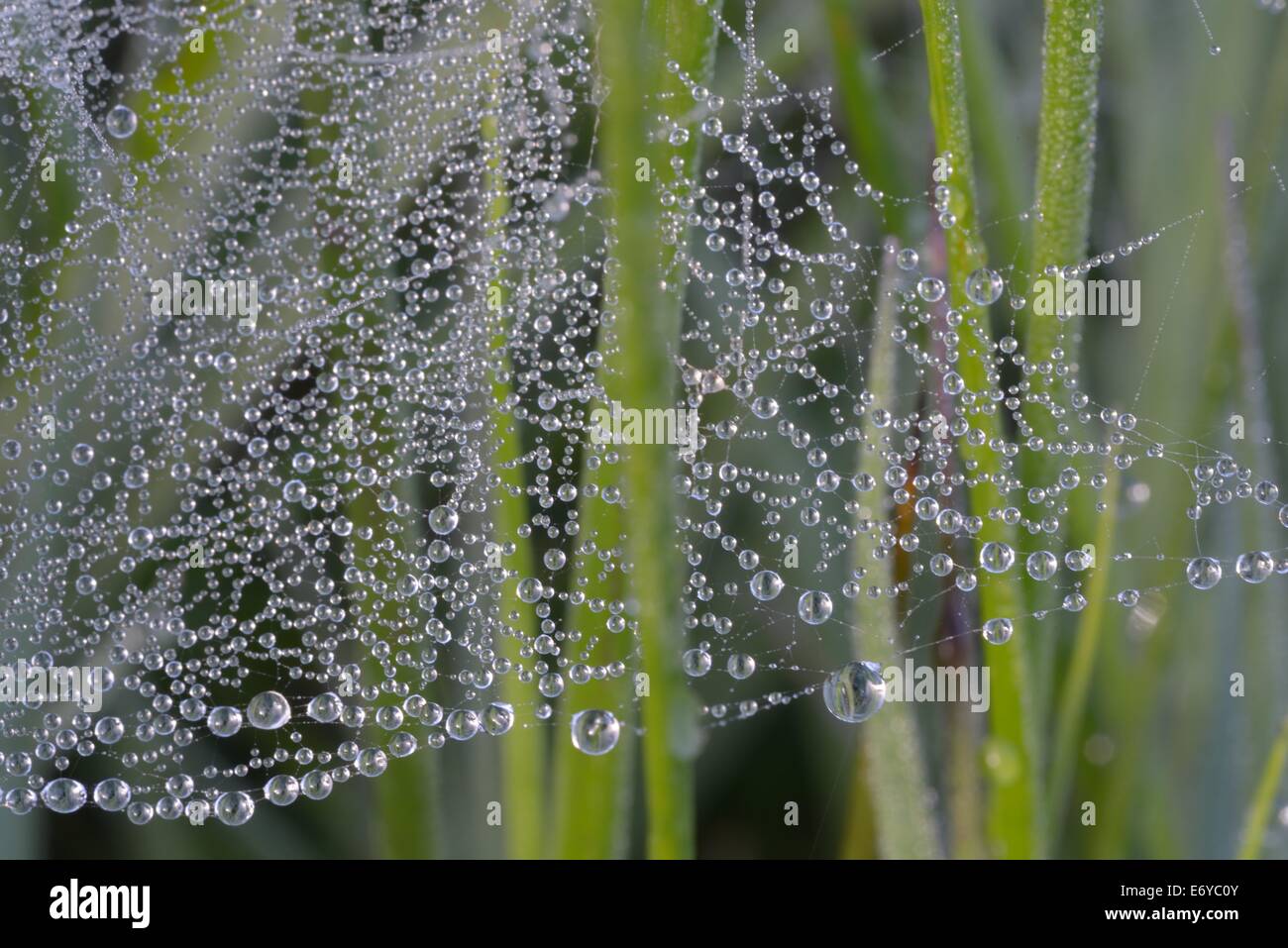 Spiders web covered in dew. Dunsdon national  nature reserve Devon Wildlife Trust site North Devon Engalnd. Stock Photo