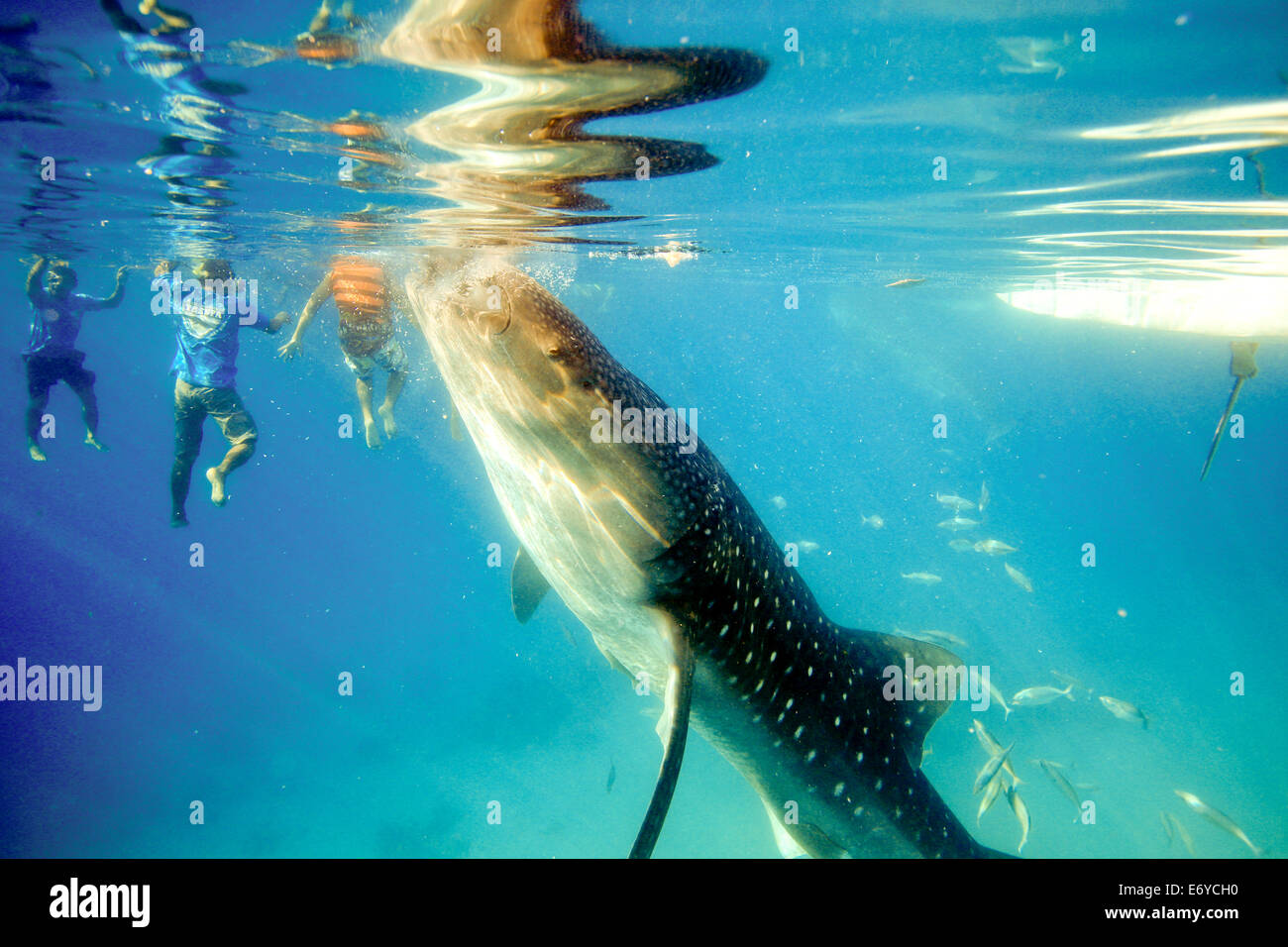 Whale shark underwater filter feeding on krill fed out by fishermen in Oslob, Philippines Stock Photo