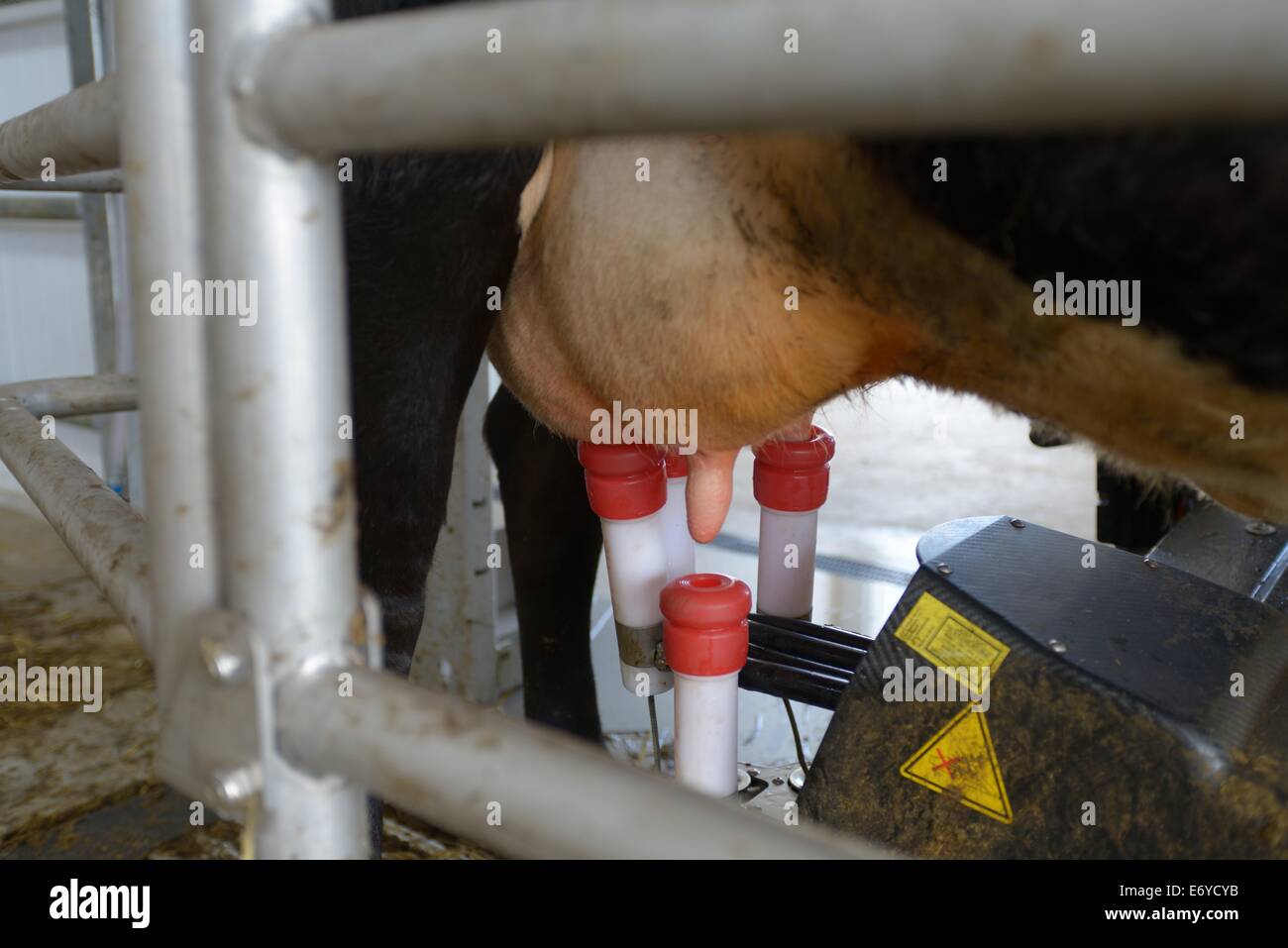 Automatic cow milking parlour / machine on farm at Bourton on the Water Gloucestershire England Stock Photo