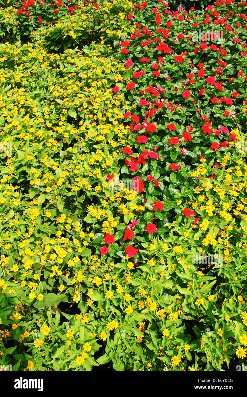 Yellow flower background with red flower strip Stock Photo