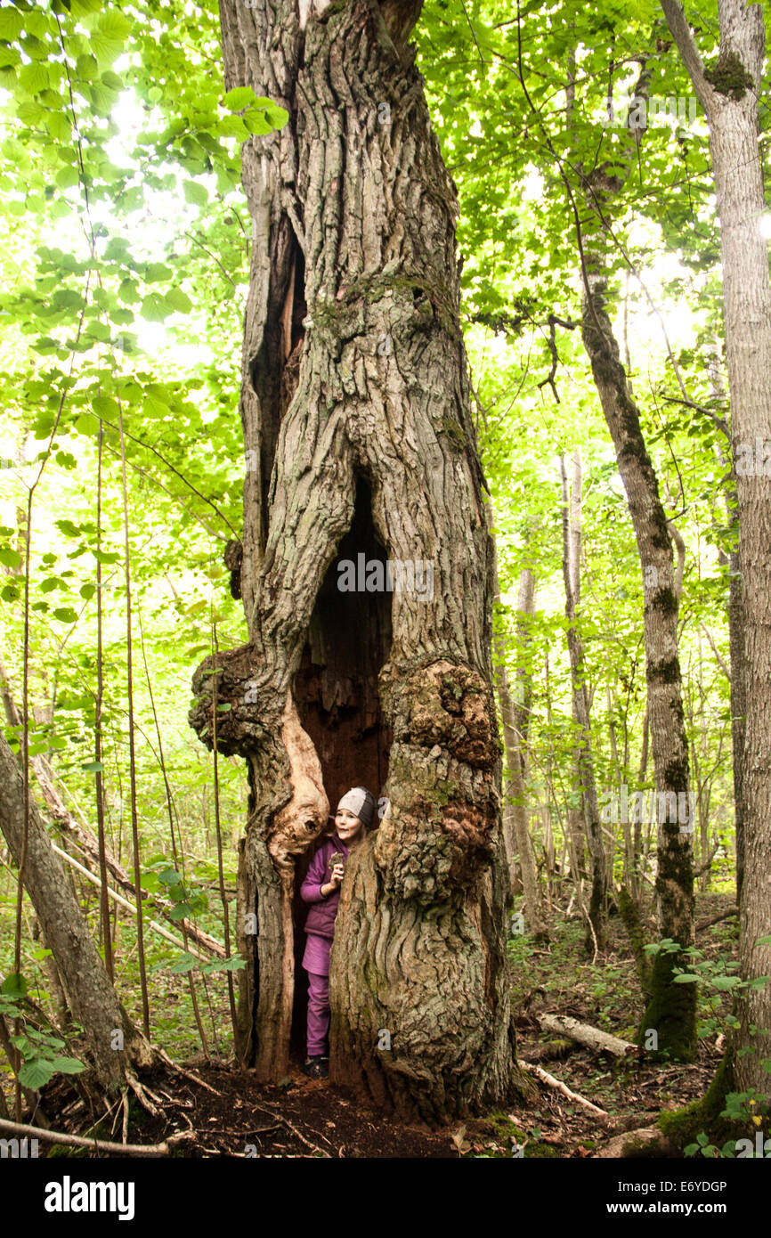 Hollow oak tree Stock Photo Alamy