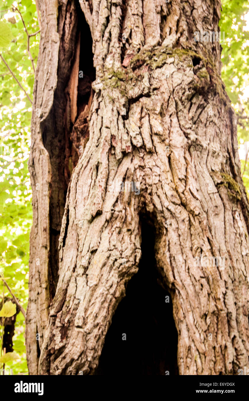 Hollow oak tree Stock Photo Alamy