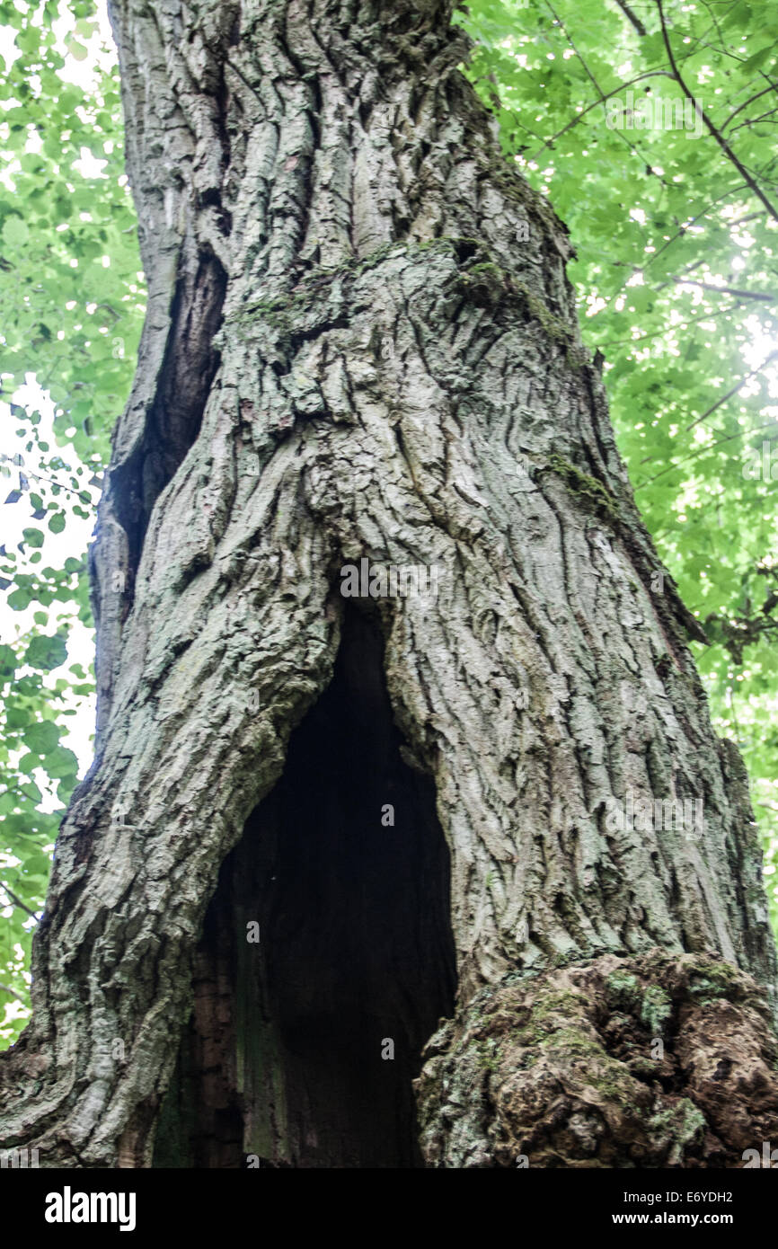 Hollow oak tree Stock Photo Alamy