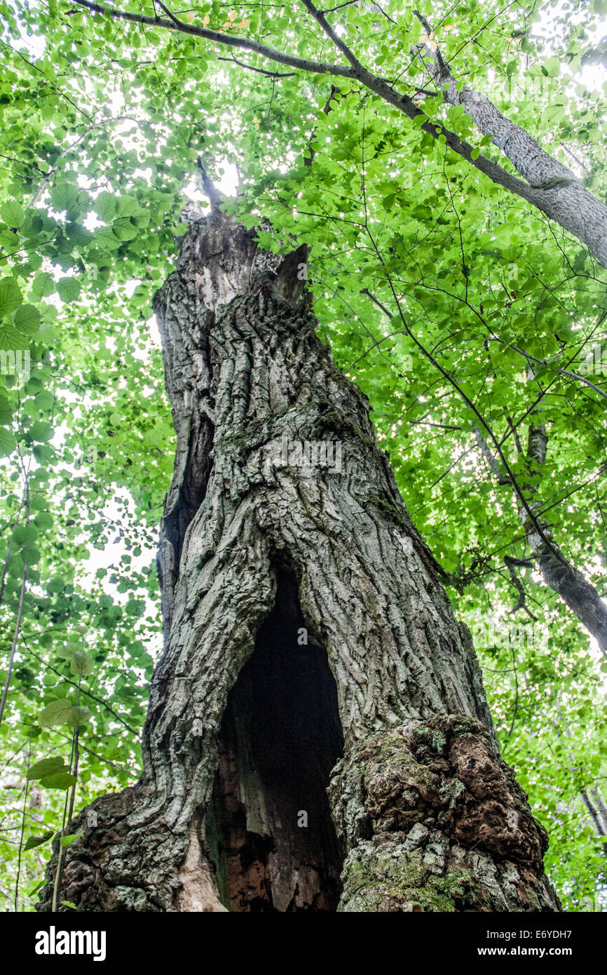Hollow oak tree in Puhtu wilderness park, estonia Stock Photo