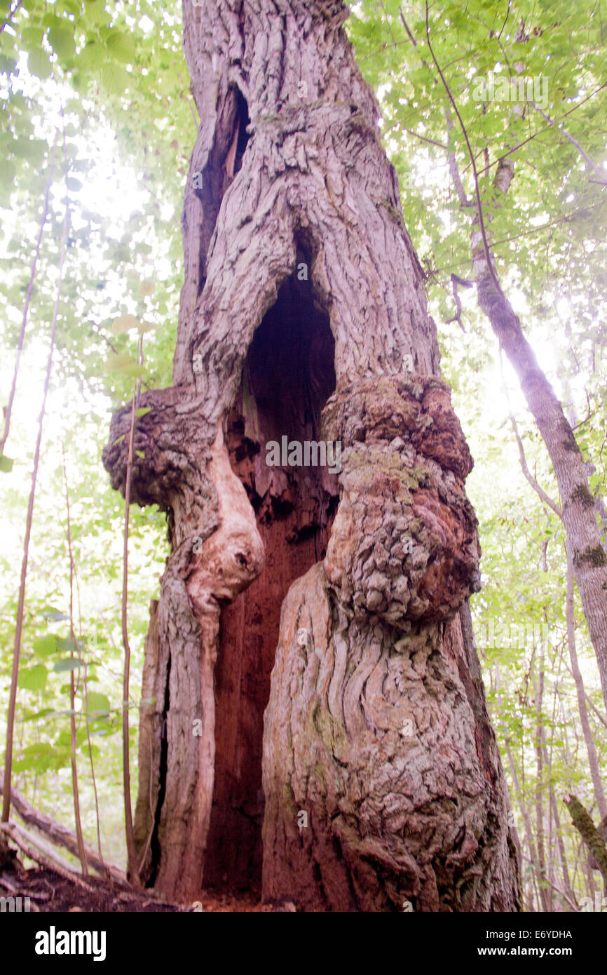 Hollow oak tree Stock Photo Alamy