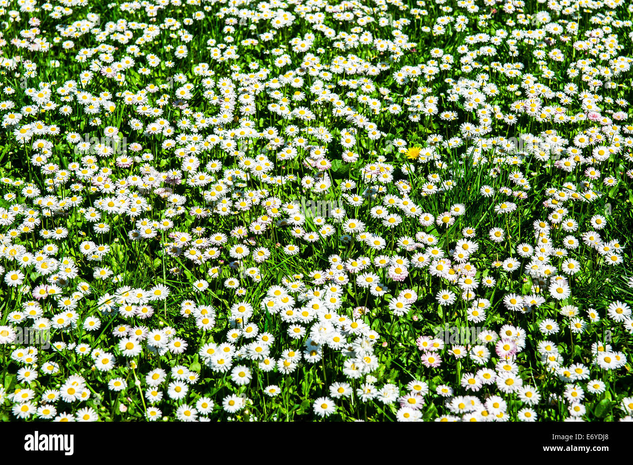 Field daisies. Closeup view of white and pink daisies in the sunlit meadow Stock Photo