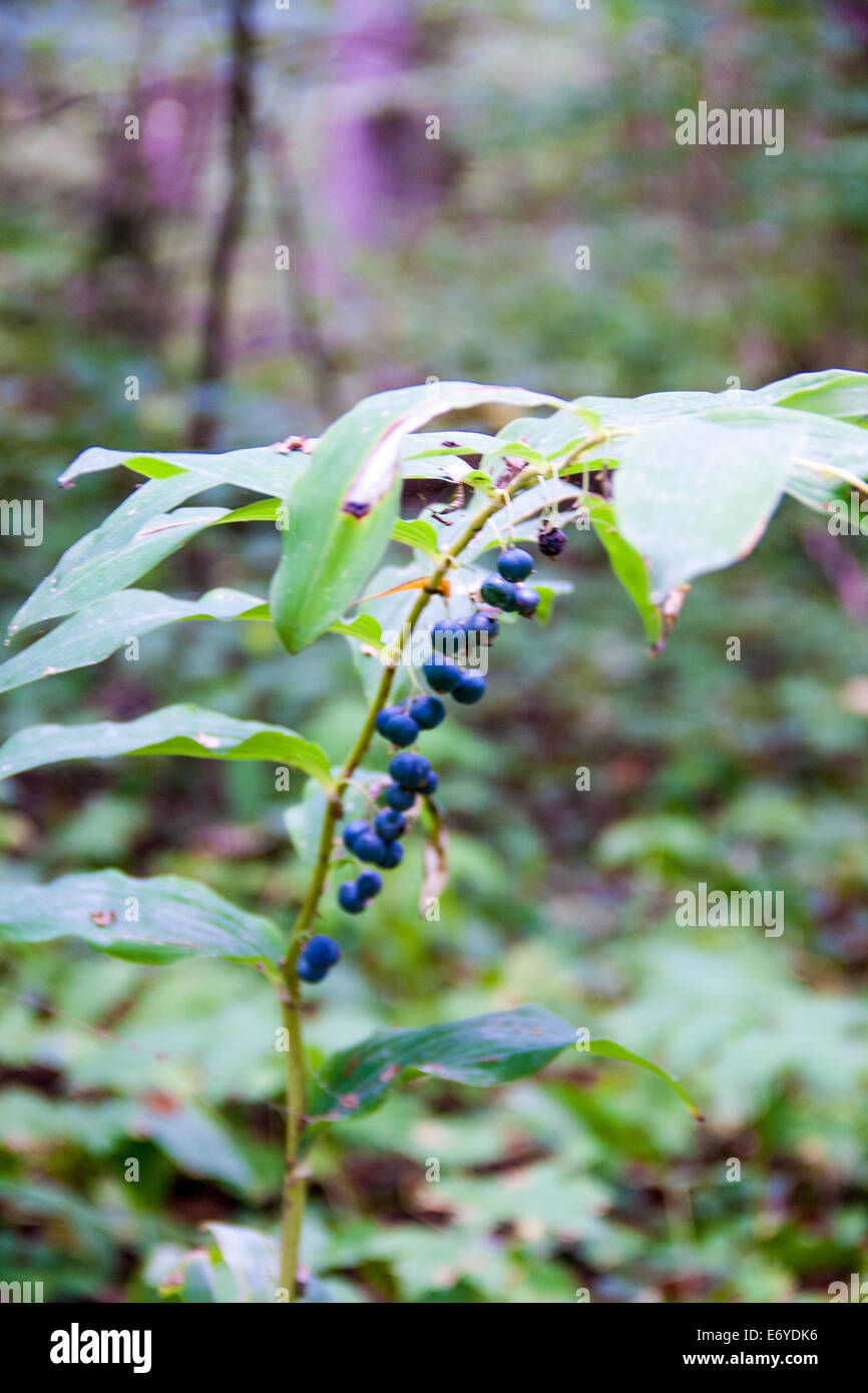 Polygonatum odoratum poisoning berries Stock Photo