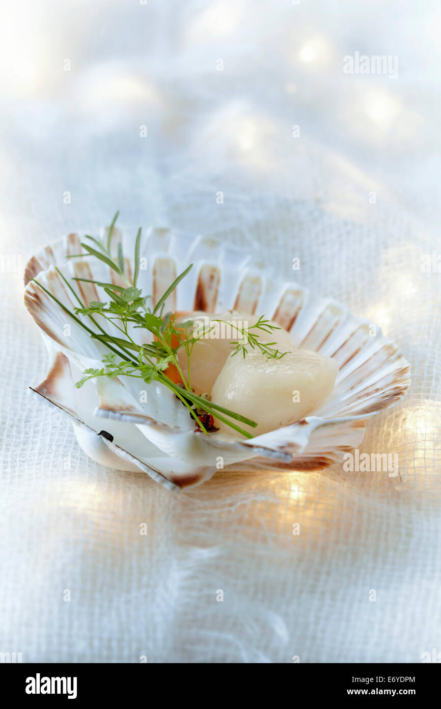 Scallops Stock Photo