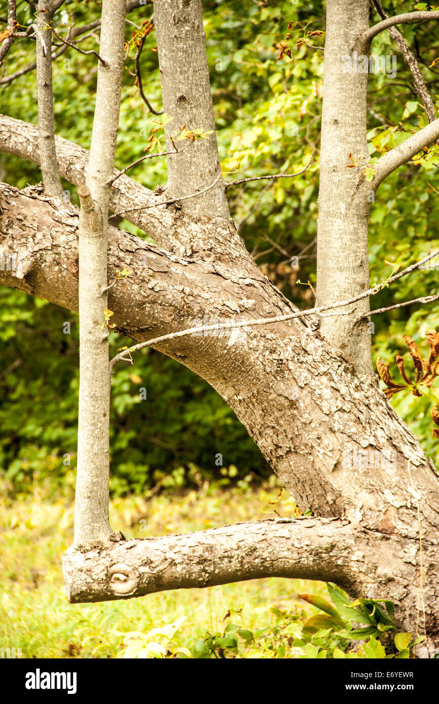 Fixed tree branch in Puhtu wilderness preserve Stock Photo Alamy