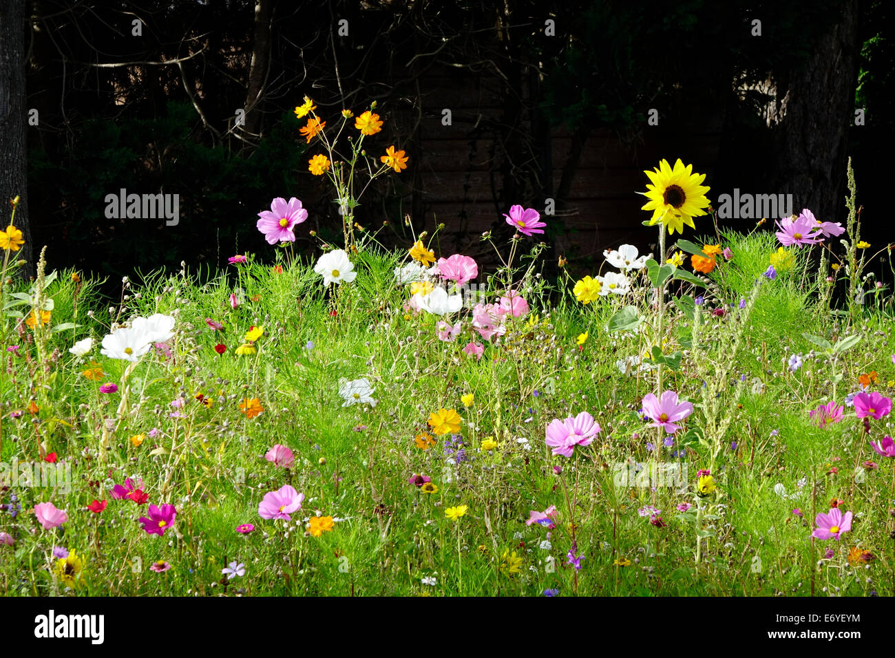 Diverse Wildflowers High Resolution Stock Photography and Images - Alamy