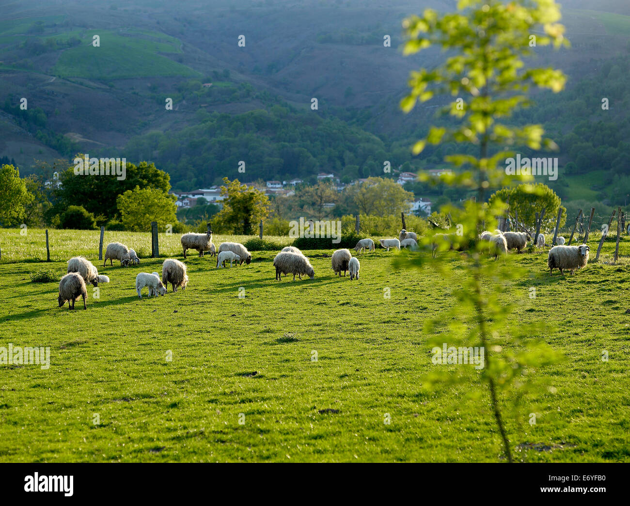 Sheep in a field,Pyrénées Stock Photo