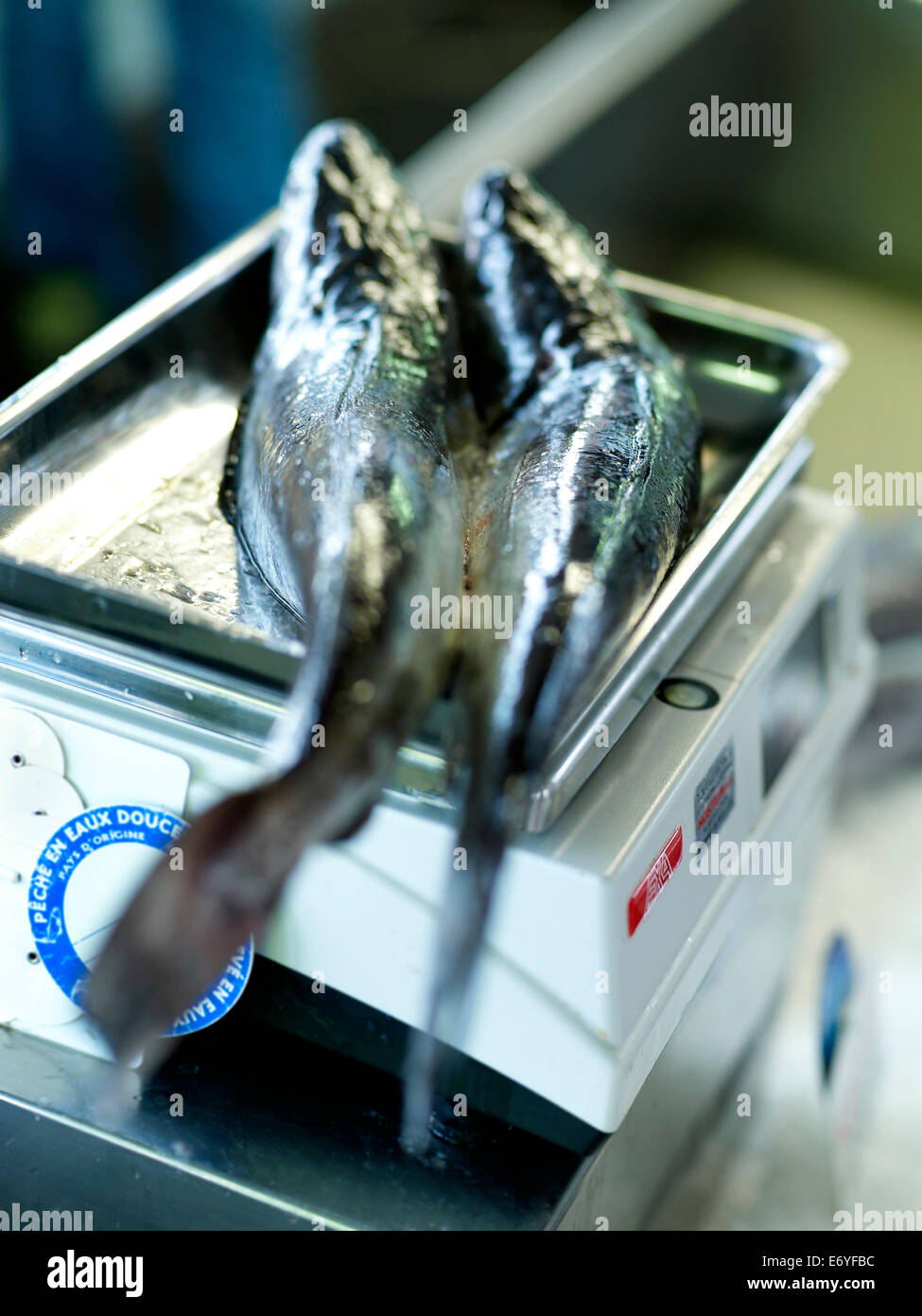 Fresh fish on scales at the market Stock Photo