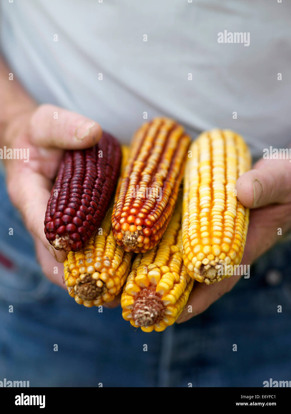 Person holding corn on the cobs Stock Photo