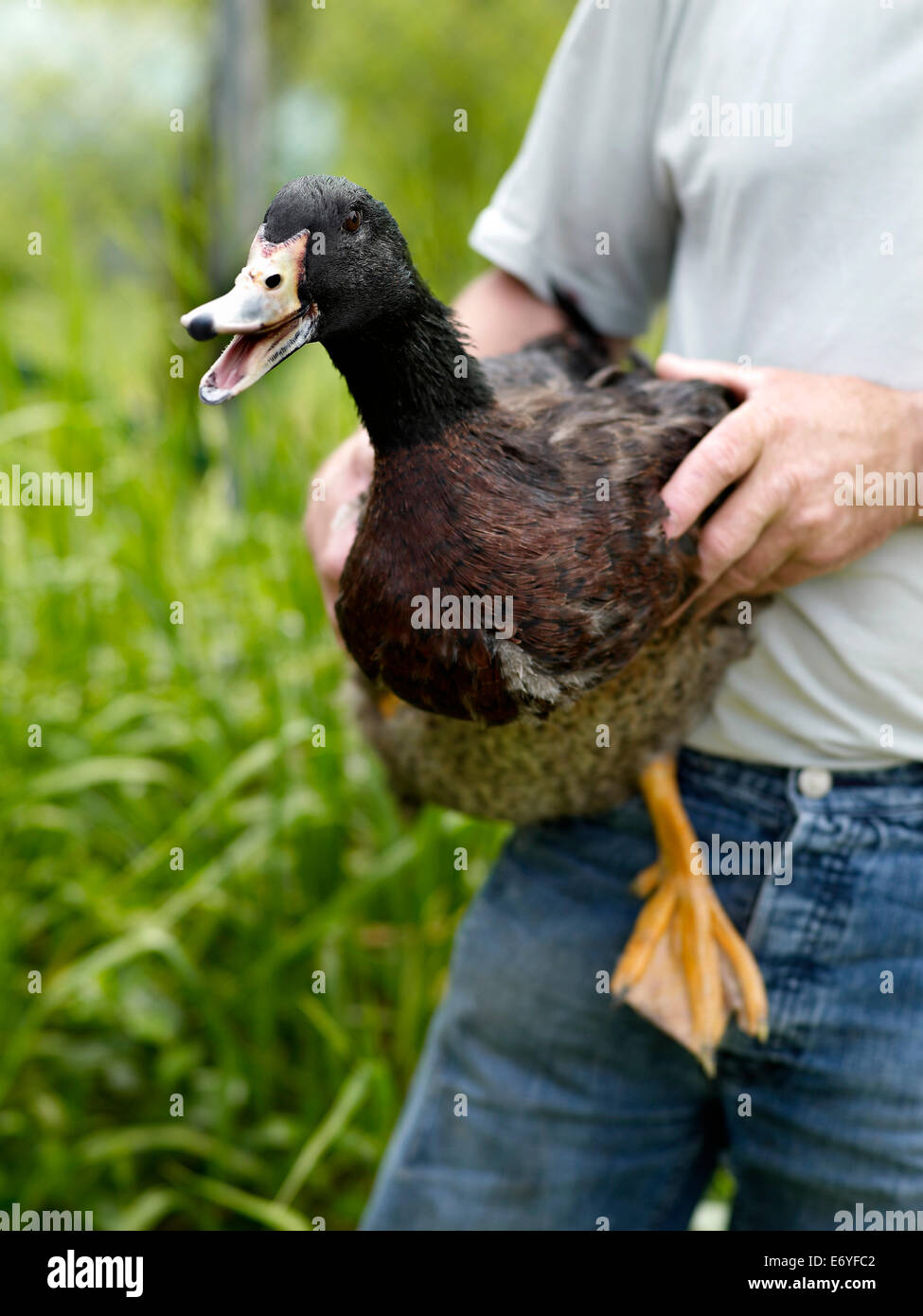 Man holding a live duck Stock Photo
