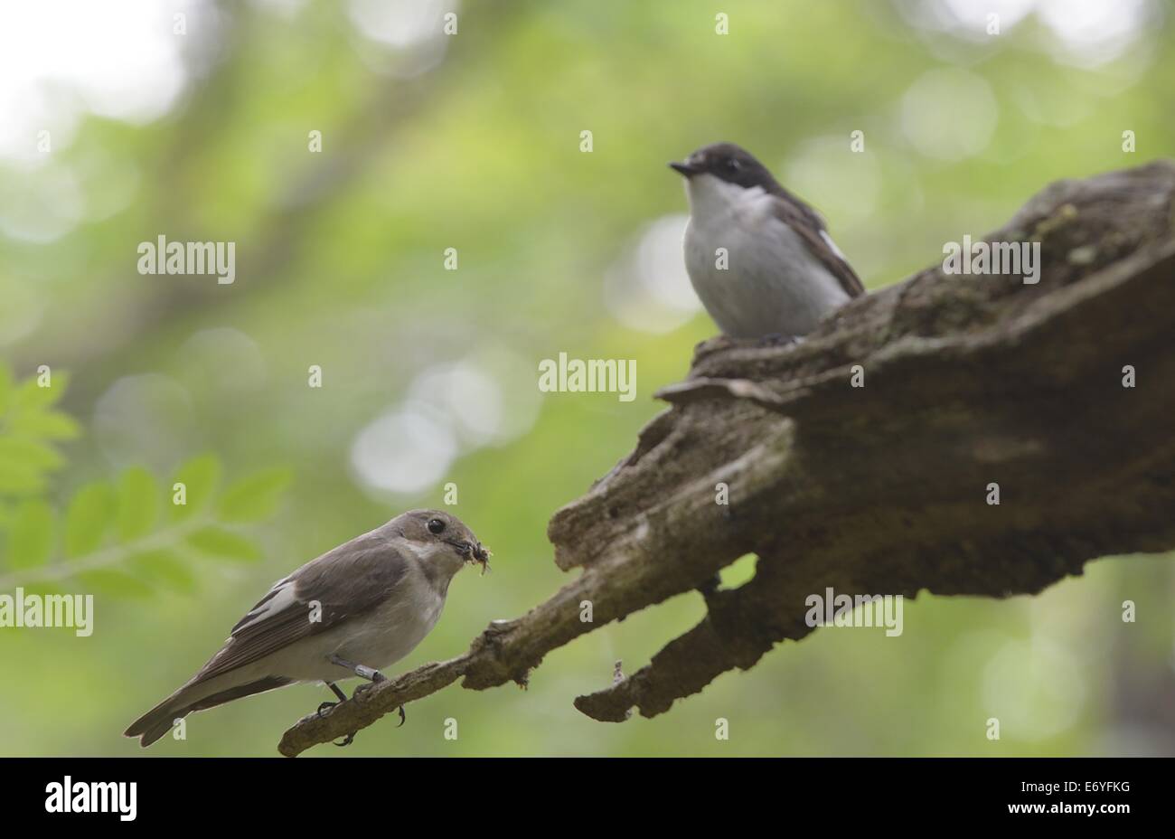 Male and female Pied flycatchers Ficedula hypoleuca on branch in Yarner Woods National Nature reserve in Devon England Stock Photo