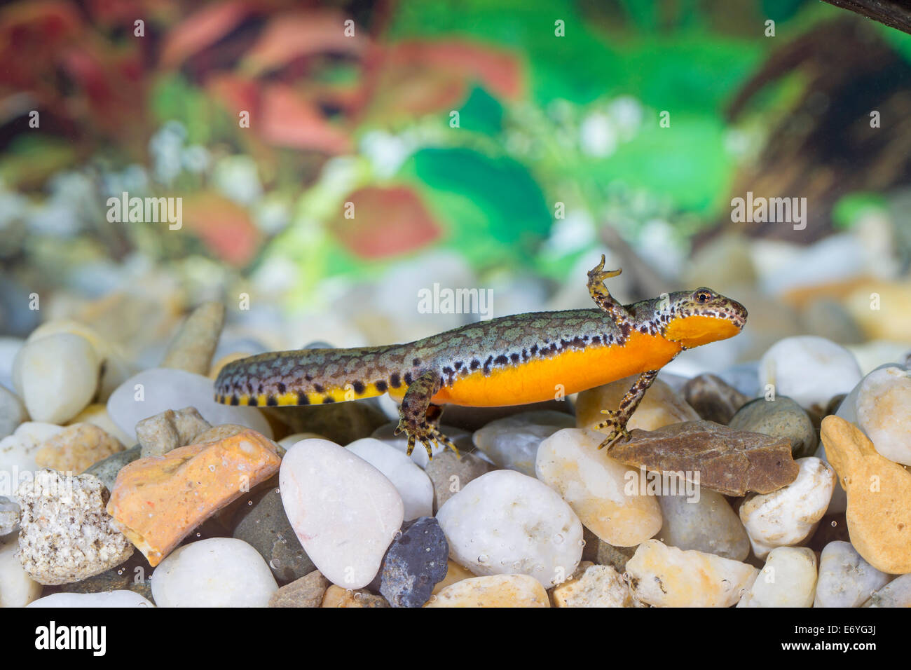 Bergmolch alpine newt mountain newt Triturus alpestris Ichthyosaura ...