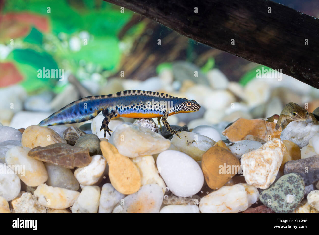 Bergmolch moutanin newt alpine newt Ichthyosaura alpestris Triturus ...