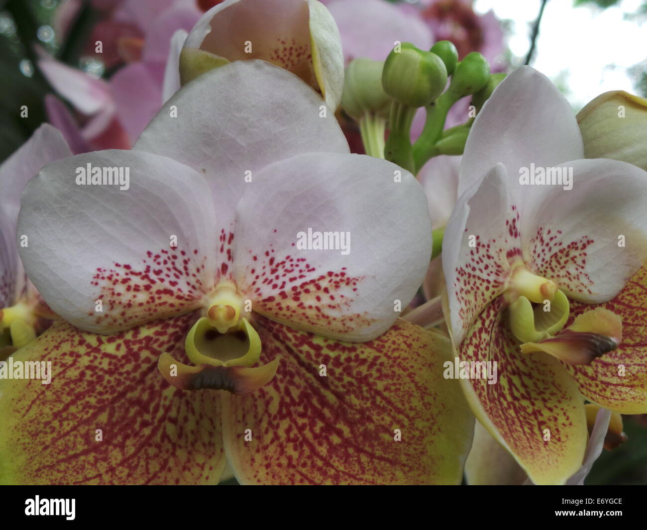 Quezon City, Philippines. 2 September, 2014. Walingwaling, an endemic