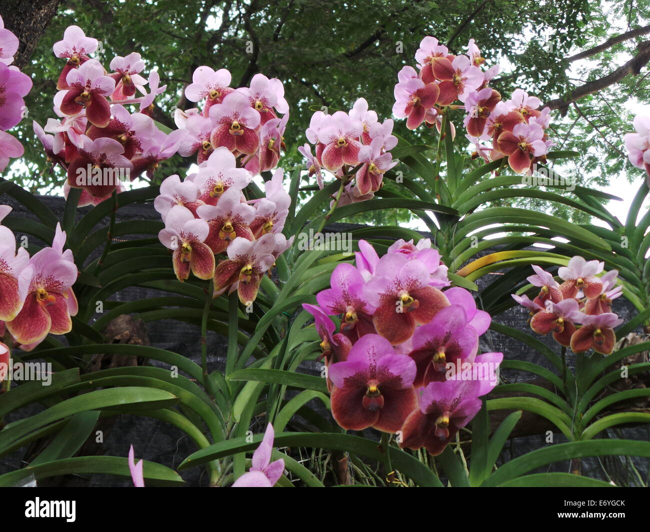e6ygck-hi-res-stock-photography-and-images-alamy