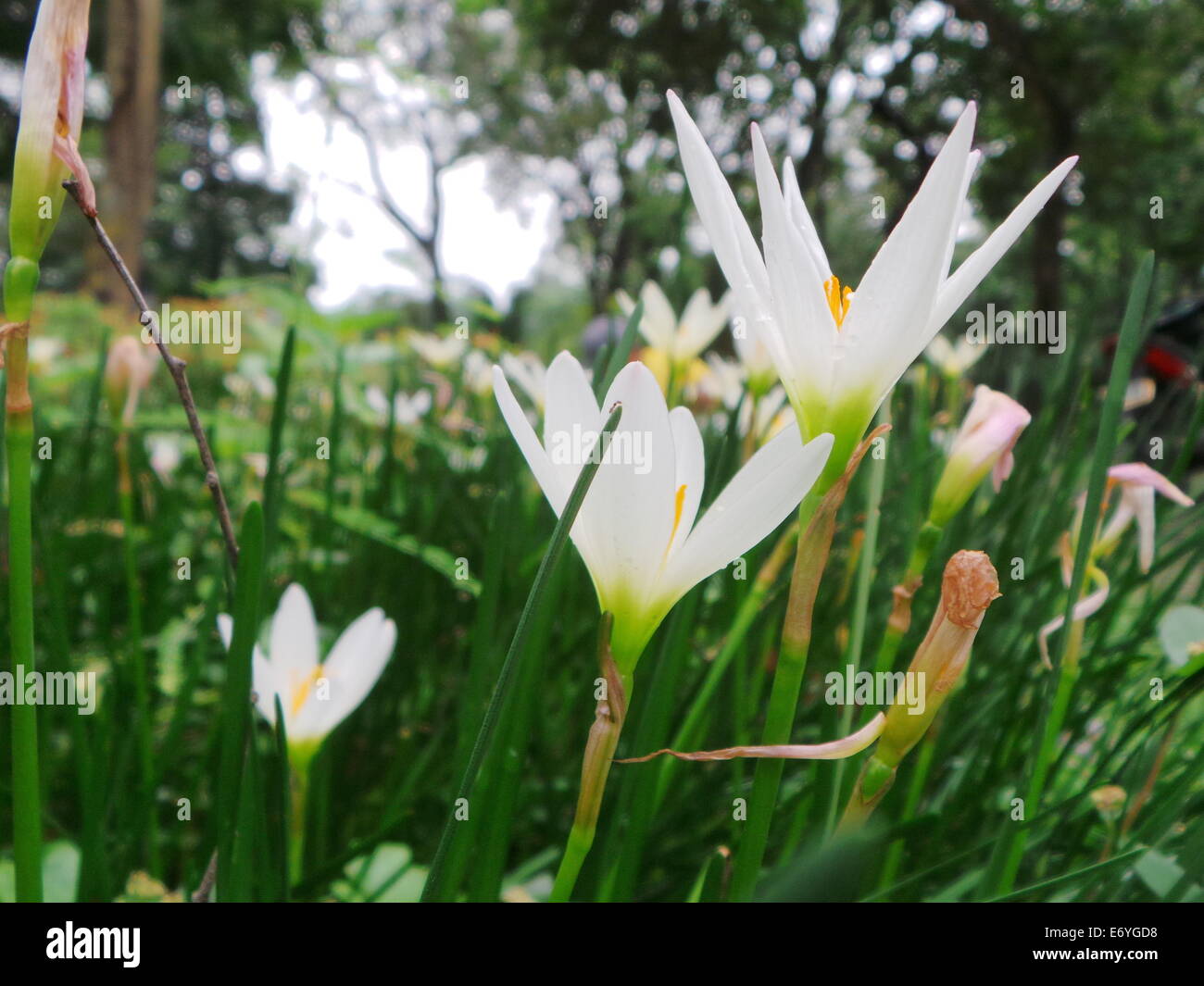 Quezon City, Philippines. 2 September, 2014. Different endemic orchids