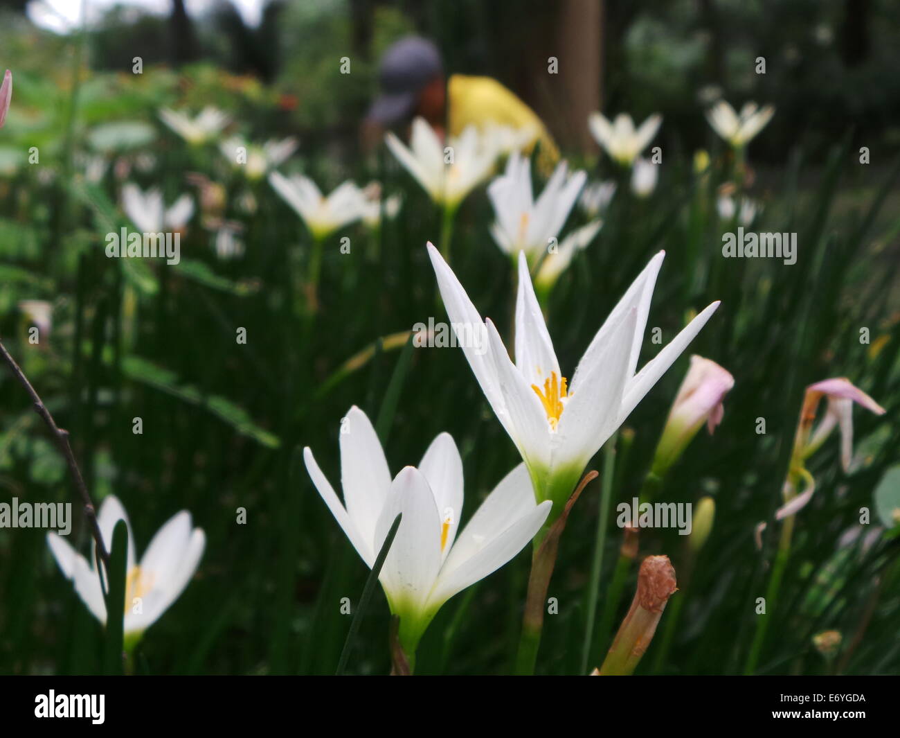 Quezon City, Philippines. 2 September, 2014. Different endemic orchids seen in the Philippines and ornamental plants were showcased during the Orchid Show 2014 held in Quezon City Circle . Credit:  Sherbien Dacalanio / Alamy Live News Stock Photo