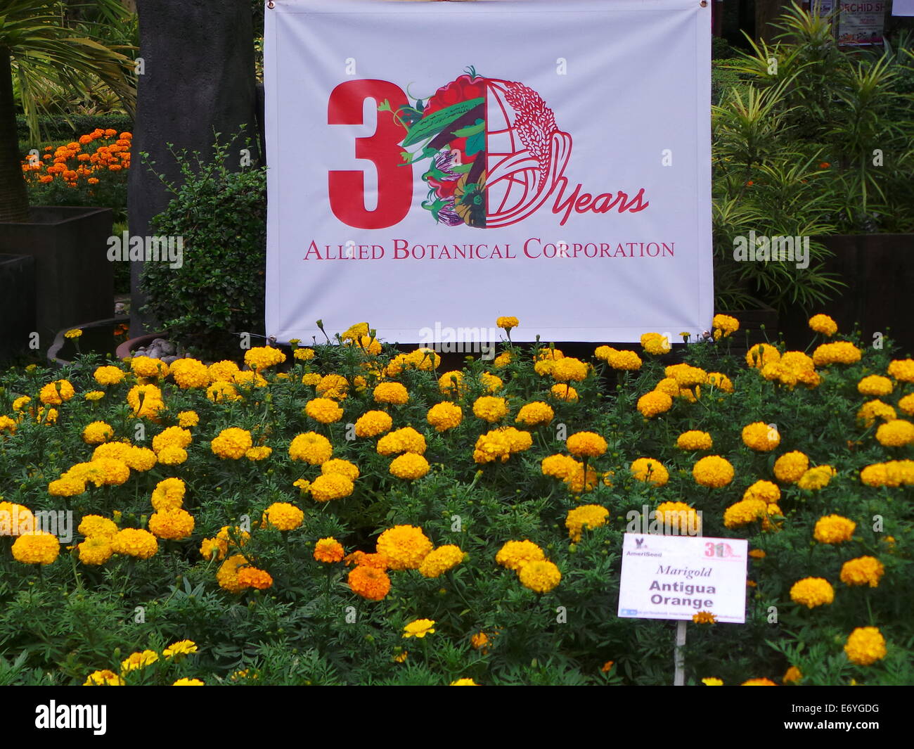 Quezon City, Philippines. 2 September, 2014. Different endemic orchids