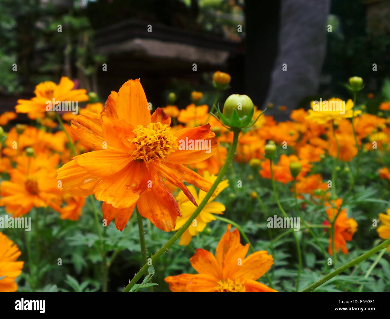 Quezon City, Philippines. 2 September, 2014. Different endemic orchids