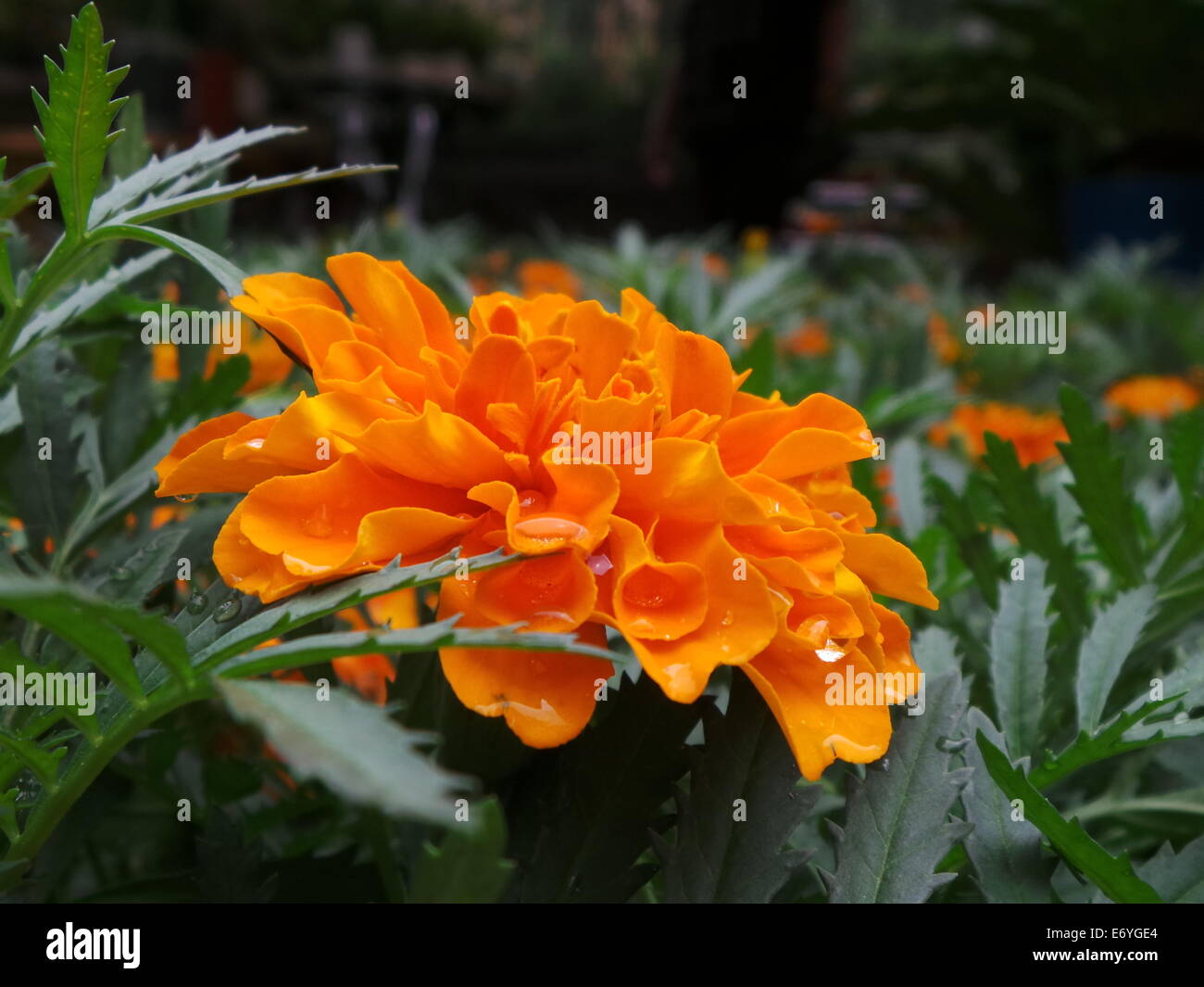 Quezon City, Philippines. 2 September, 2014. Different endemic orchids