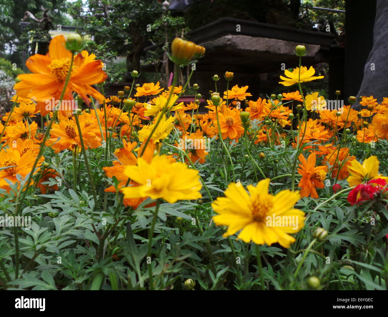 Quezon City, Philippines. 2 September, 2014. Different endemic orchids