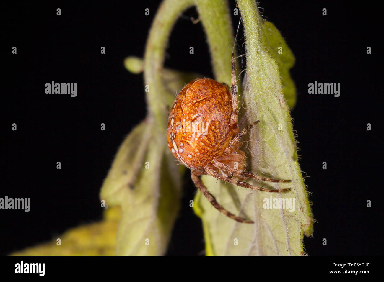 Araneus diadematus European garden spider Gartenkreuzspinne Stock Photo