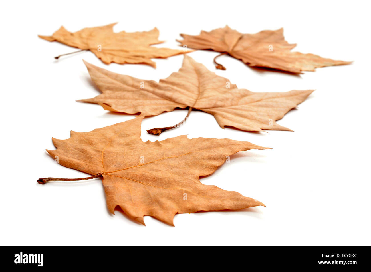 picture of a pile of dried leaves in autumn on a white background Stock Photo