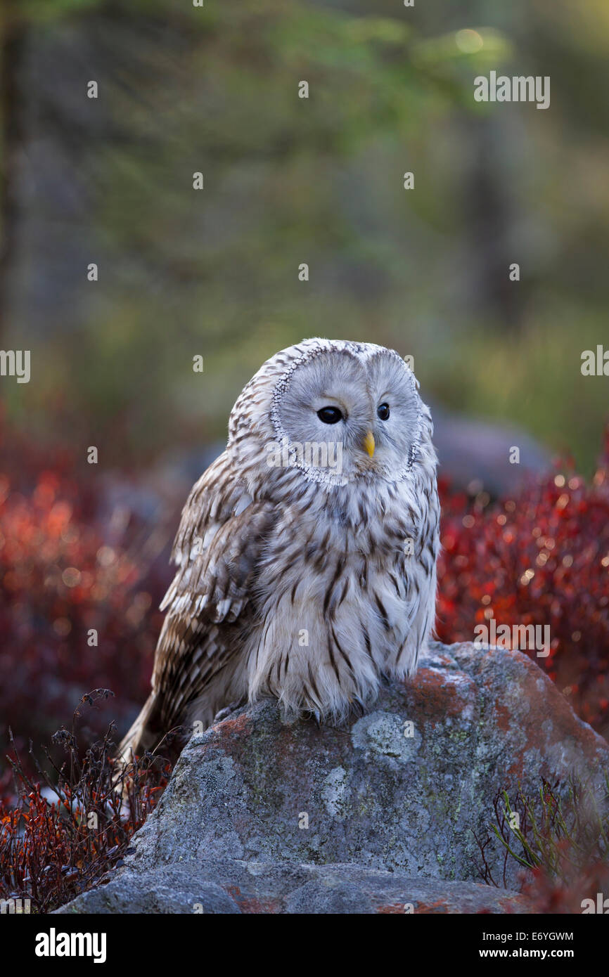 Habichtskauz Ural Owl  strix uralensis sitting Stock Photo