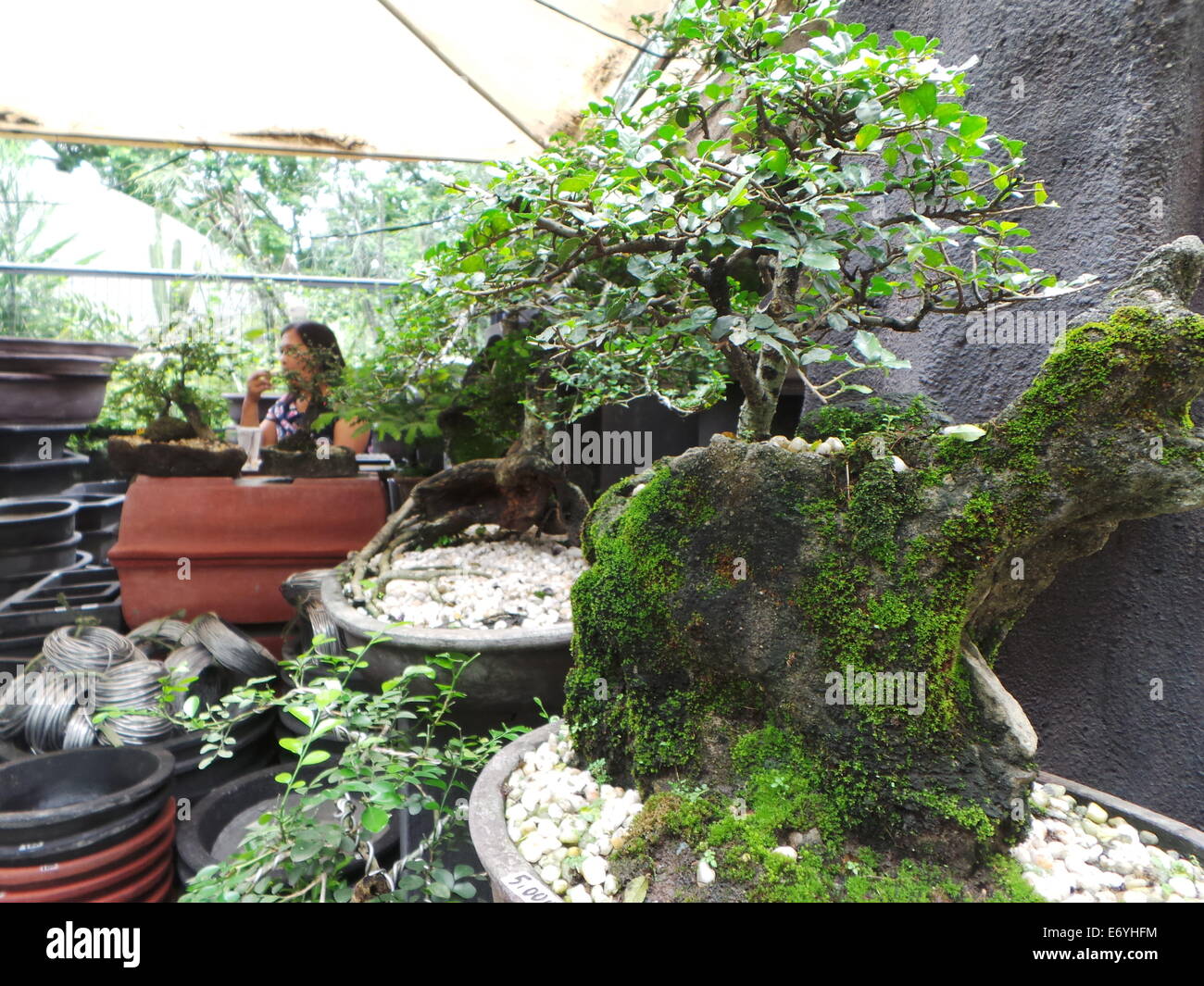 Quezon City, Philippines. 2 September, 2014. Different endemic orchids