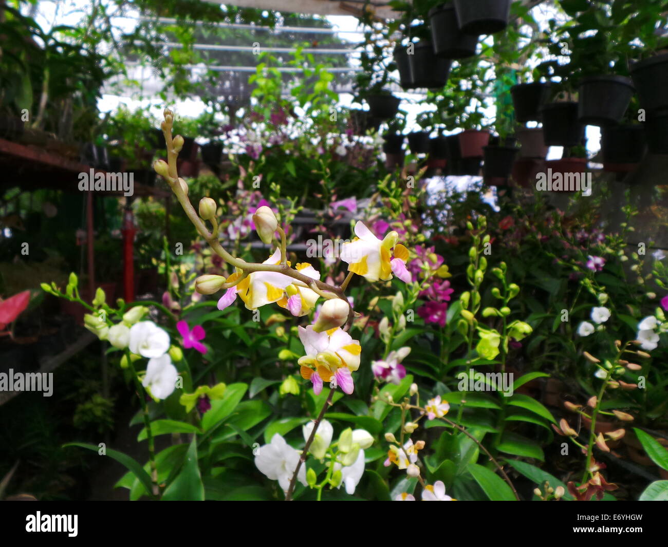 Quezon City, Philippines. 2 September, 2014. Different endemic orchids