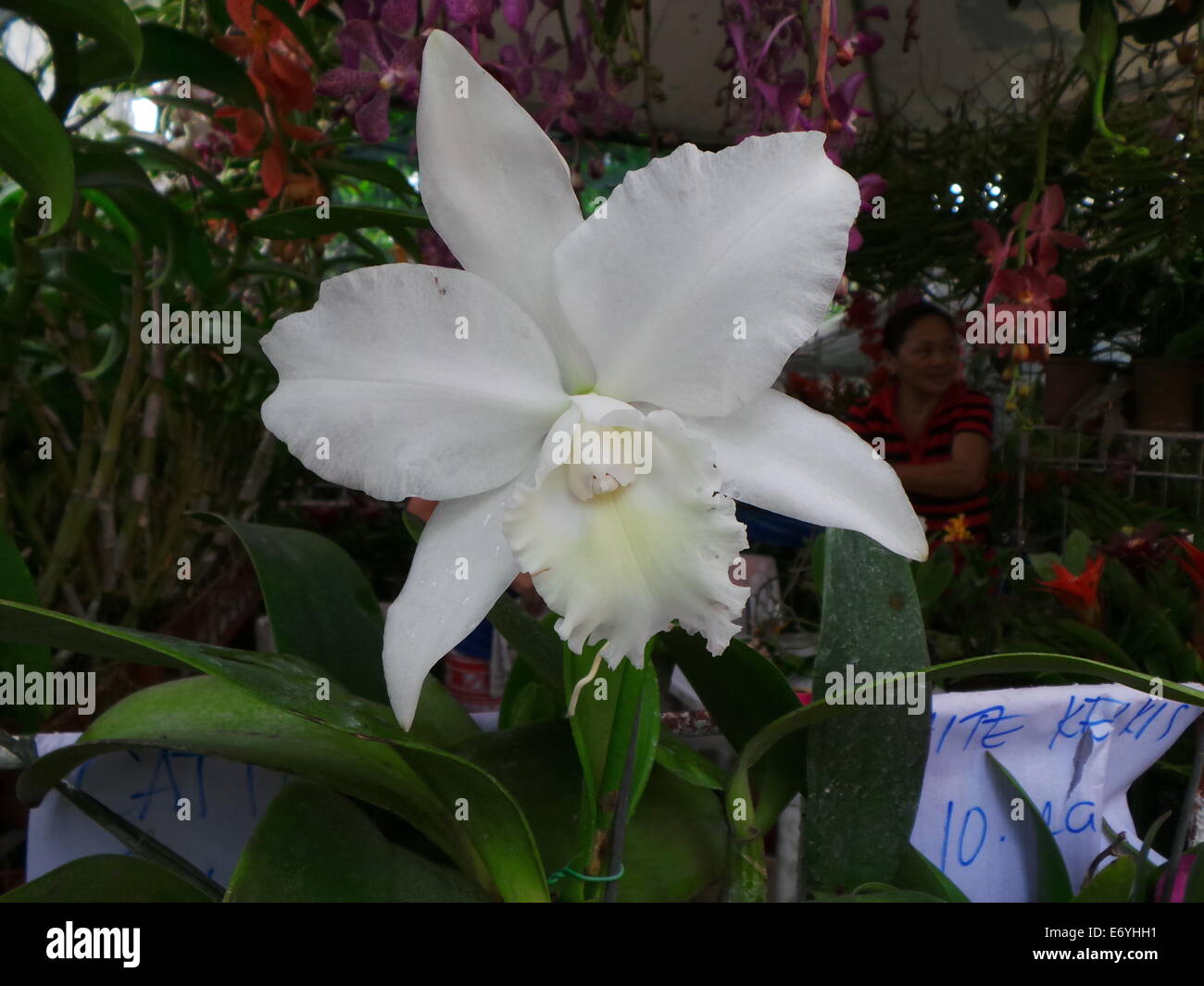 Quezon City, Philippines. 2 September, 2014. White Cattleya being sold during the orchid show in which different endemic orchids seen in the Philippines and ornamental plants were showcased during the Orchid Show 2014 held in Quezon City Circle . Credit:  Sherbien Dacalanio / Alamy Live News Stock Photo