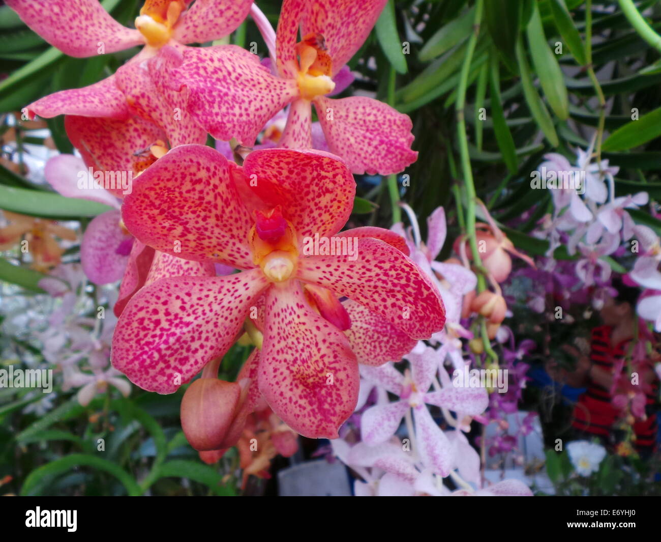 Quezon City, Philippines. 2 September, 2014. Different endemic orchids