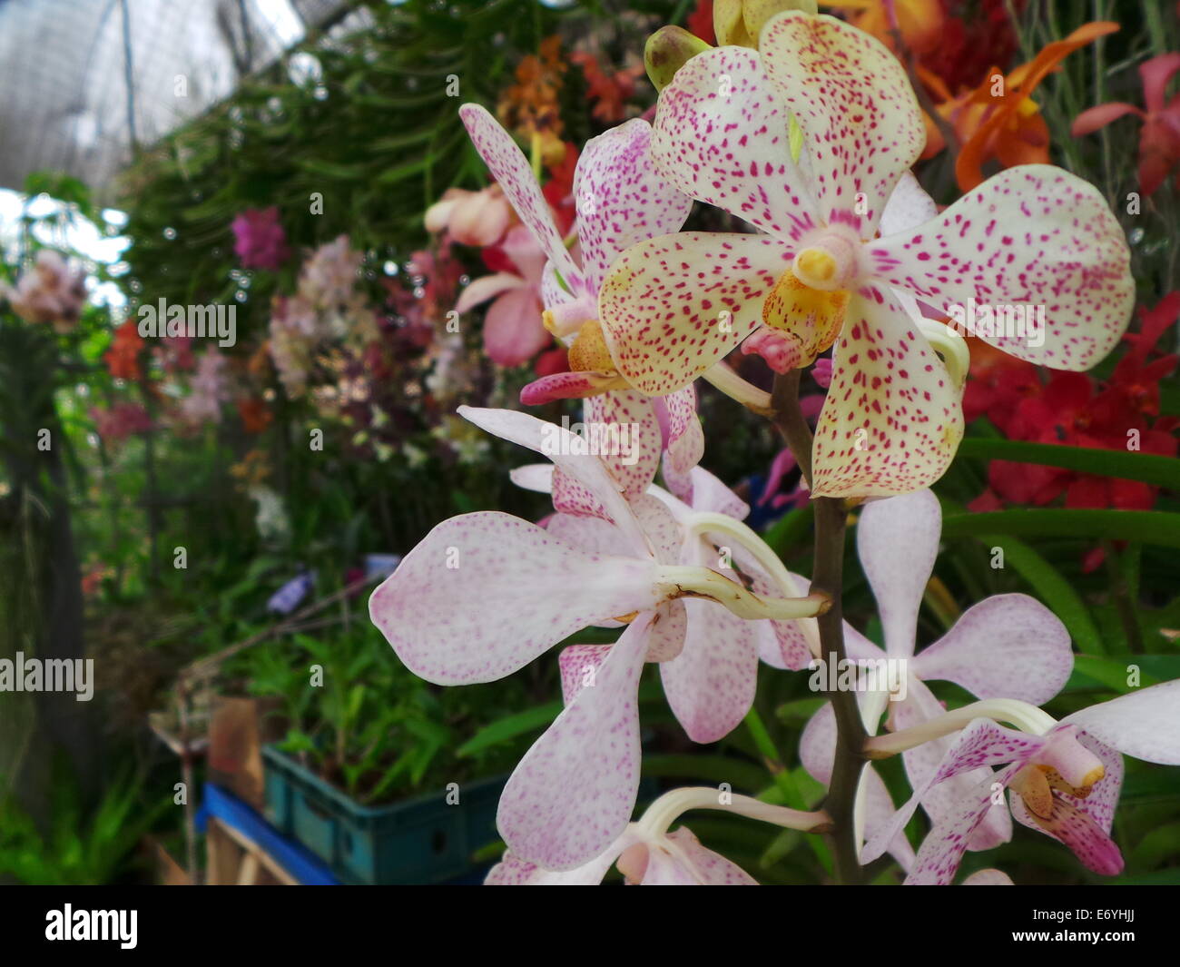 Philippines orchids hires stock photography and images Alamy