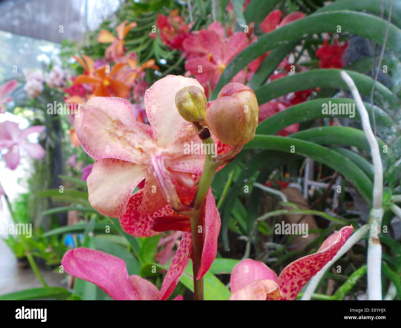 Quezon City, Philippines. 2 September, 2014. Different endemic orchids seen in the Philippines and ornamental plants were showcased during the Orchid Show 2014 held in Quezon City Circle . Credit:  Sherbien Dacalanio / Alamy Live News Stock Photo