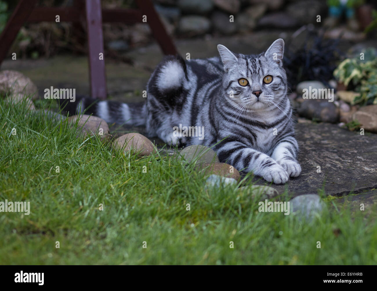 British shorthair sale tiger