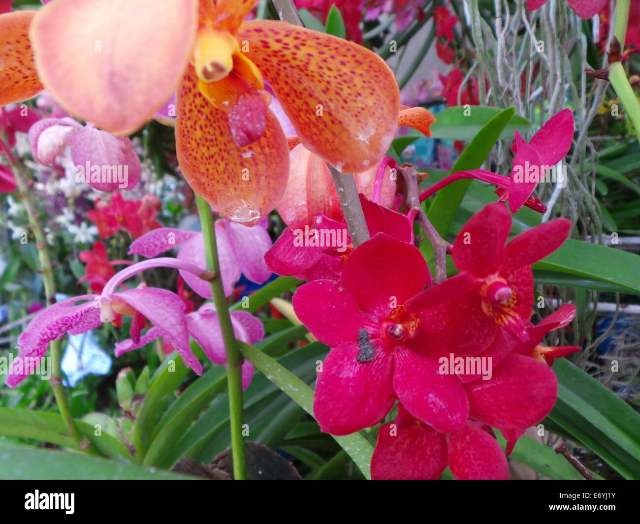 Quezon City, Philippines. 2 September, 2014. Different endemic orchids