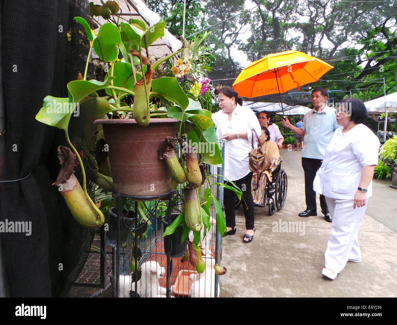 Quezon City, Philippines. 2 September, 2014. Philippine pitcher plant