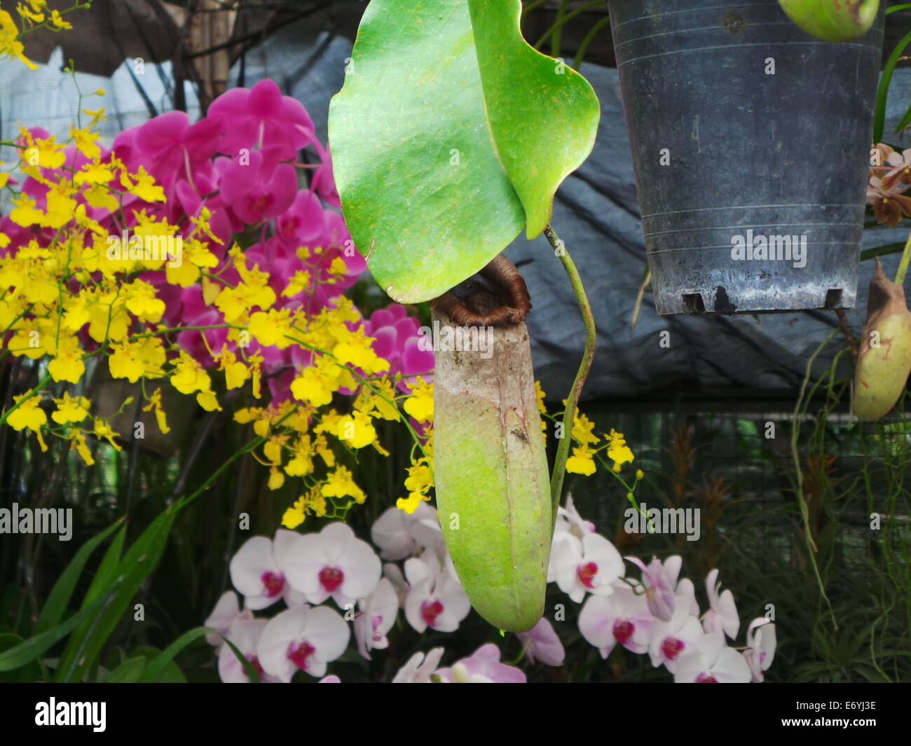 Quezon City, Philippines. 2 September, 2014. Philippine pitcher plant