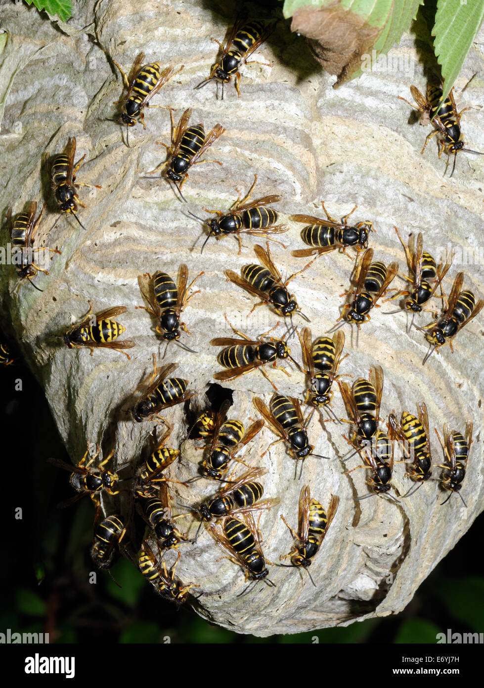 Male and female Median Wasps ( Dolichovespula media) gather round the entrance to their hanging paper nest. Stock Photo