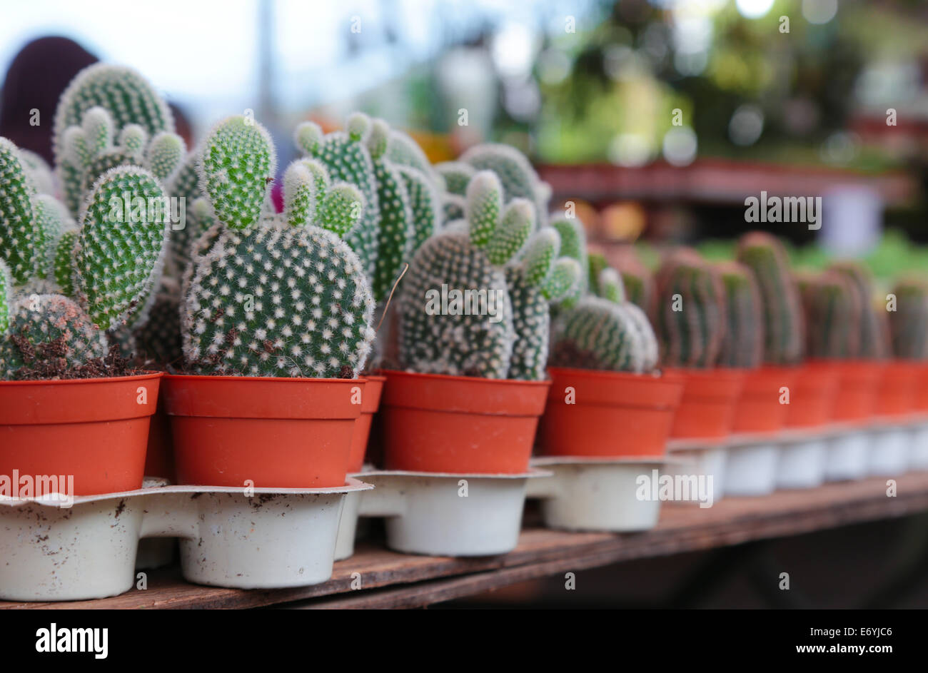Potted cactus for sale. Stock Photo