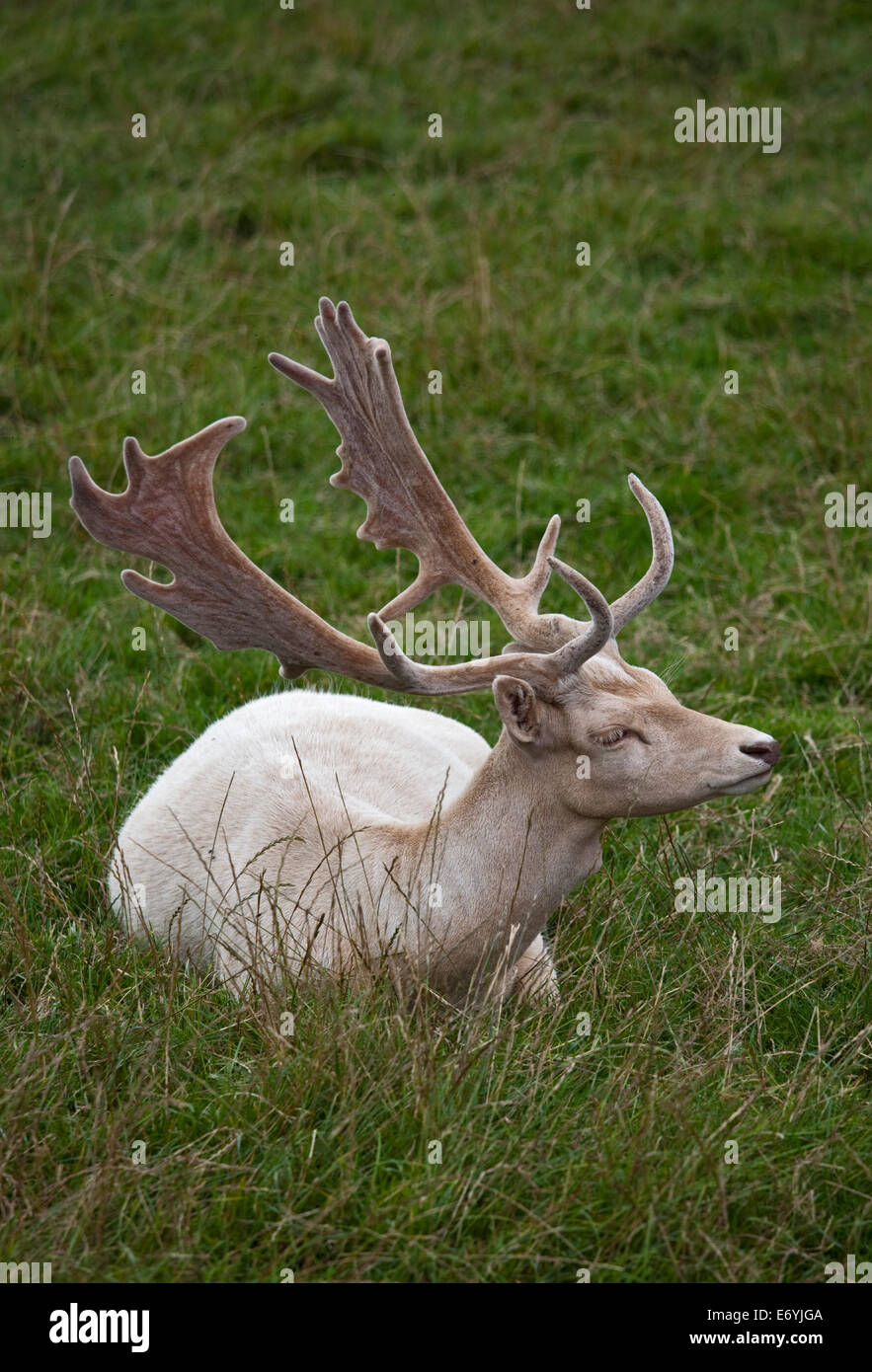 White Fallow Deer Stag (dama dama) Stock Photo