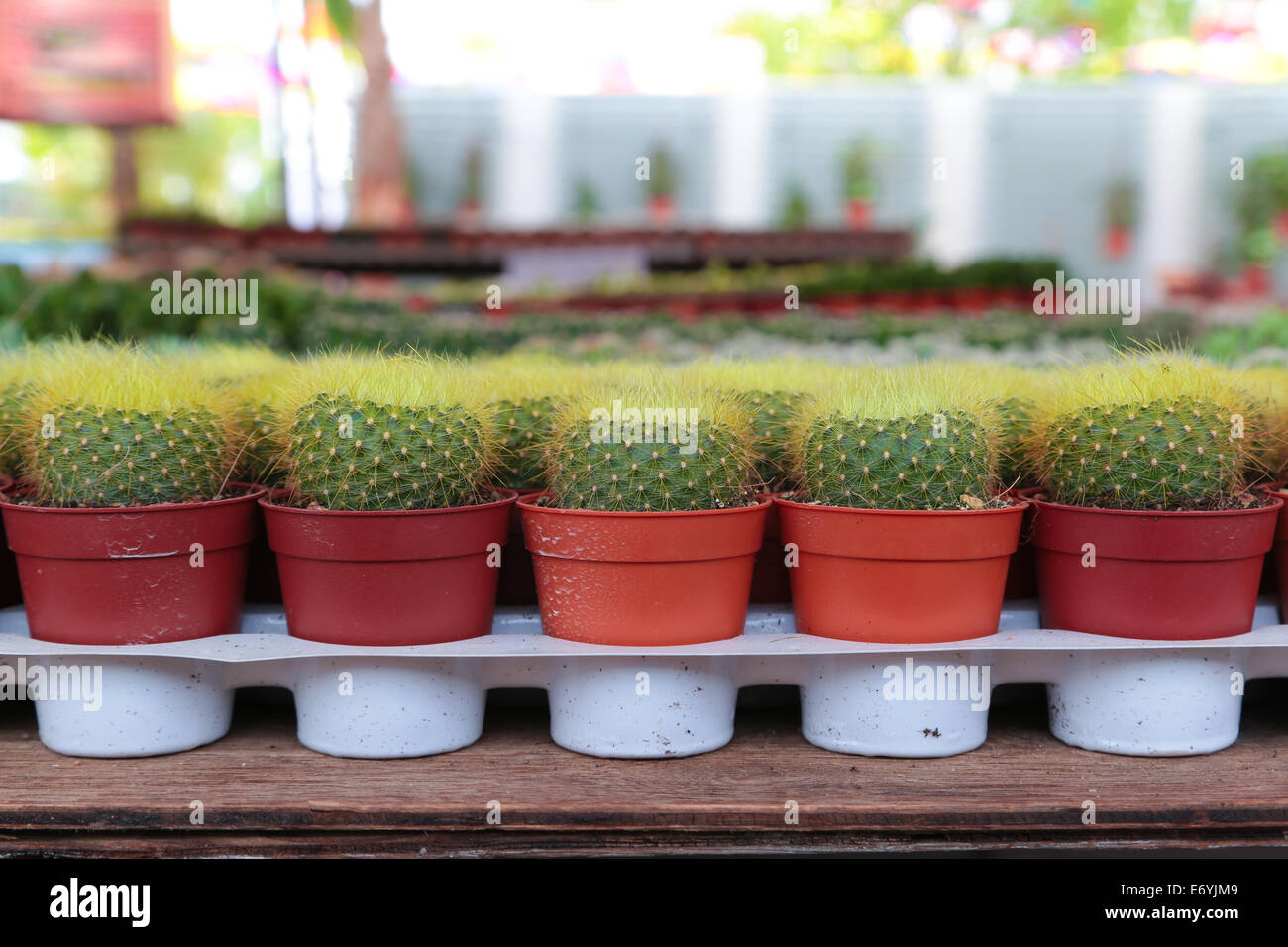 Potted cactus for sale Stock Photo Alamy