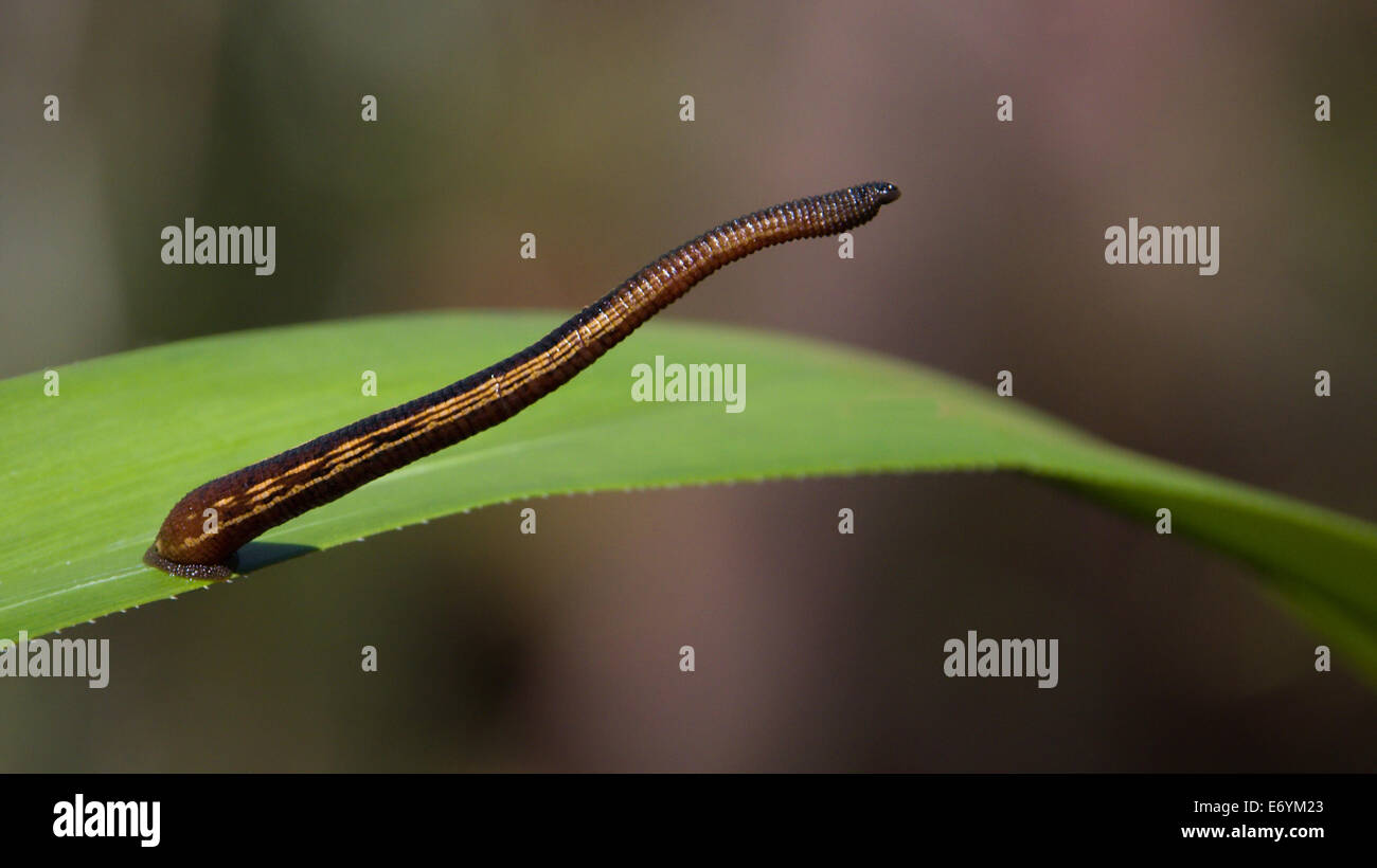 Leech hi-res stock photography and images - Alamy