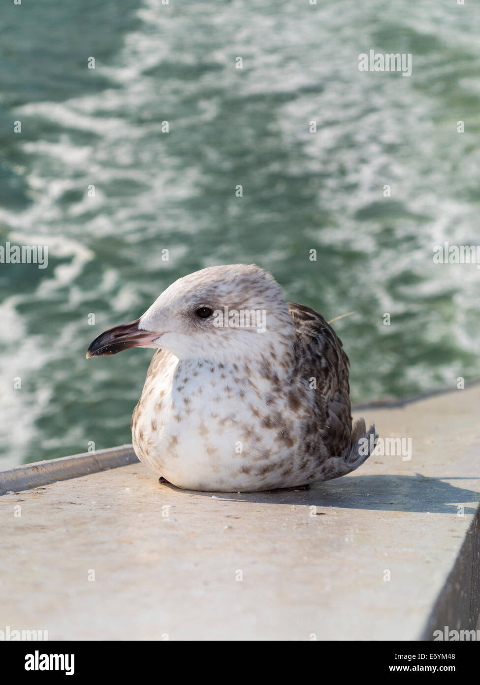 Juvenile Herring Gull in first winter plumage Stock Photo Alamy